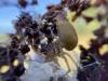 Cheiracanthium punctorium